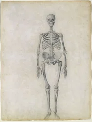 The Human Skeleton, anterior view, from the series 